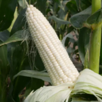 O1CN01xaJfiP2AqqLHDQFxm__640858255_jpg_q50_jpg