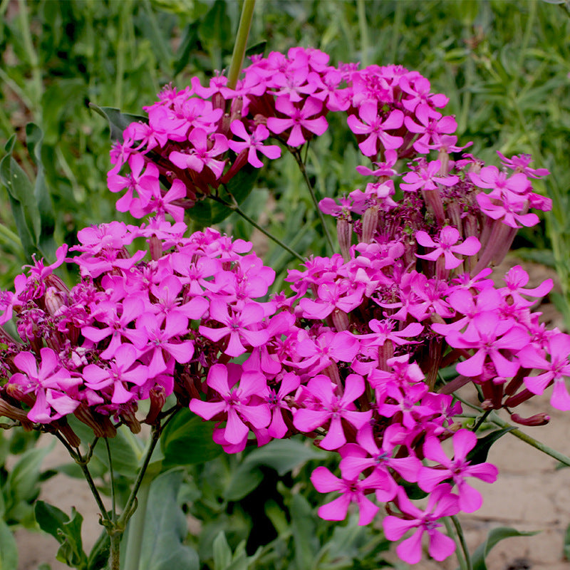 O1CN01AzEeJD2BdOQ60X83i__2044468361-0-cib