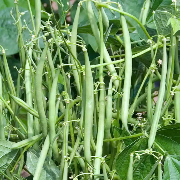 Seychelles Garden Bean Seeds