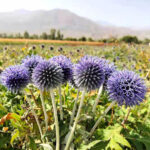 O1CN01WNbJZ12BdOFBJsSDY__2044468361-0-cib