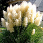 grass-pampas-plume-white-vis-1