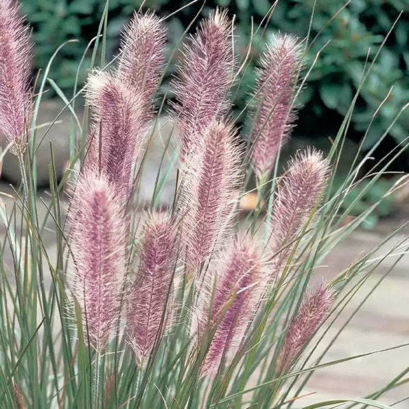 Fountain Grass Seeds