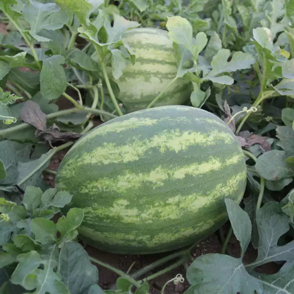 Whopper Hybrid Watermelon Seeds