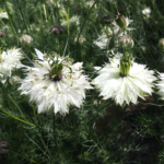 love-in-a-mist-miss-jekyll-white-shk-1
