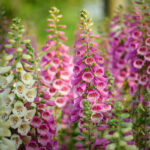 foxglove-excelsior-mix-ndp-1