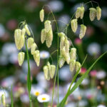 4655_03_quaking_grass