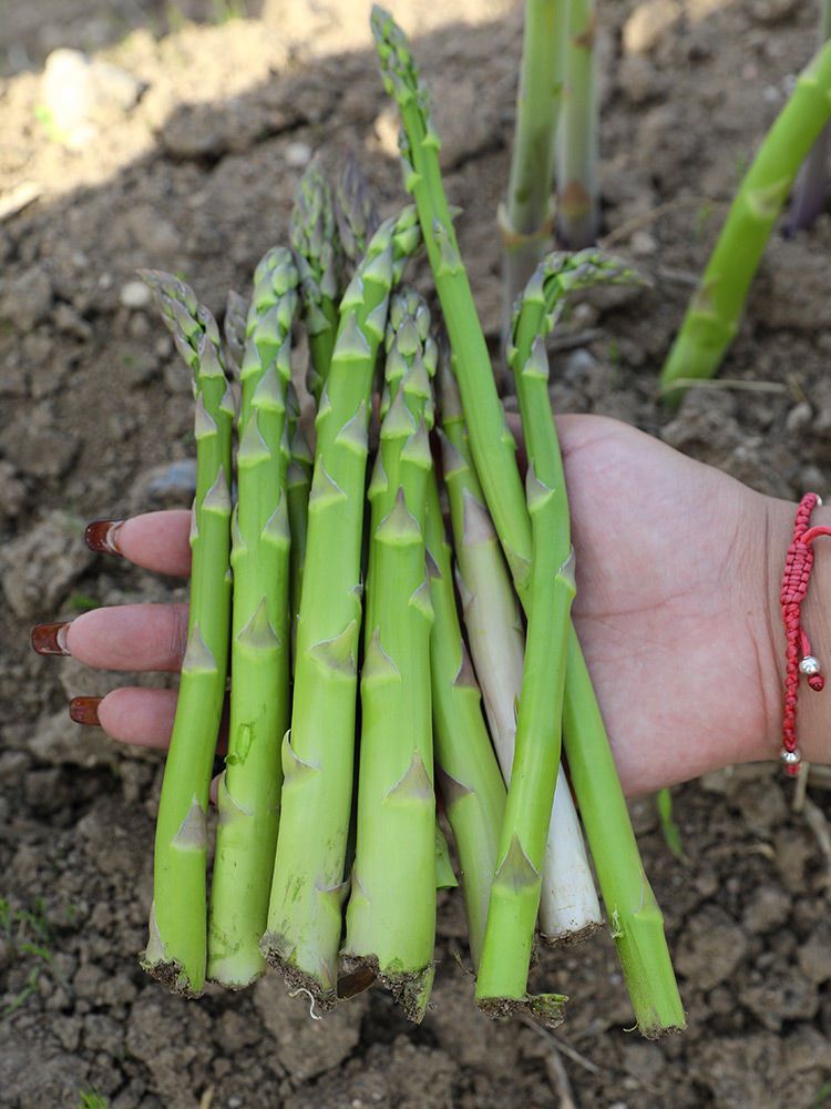 O1CN01BKTxZo1mUM5fDVGny__2214970684957-0-cib-1