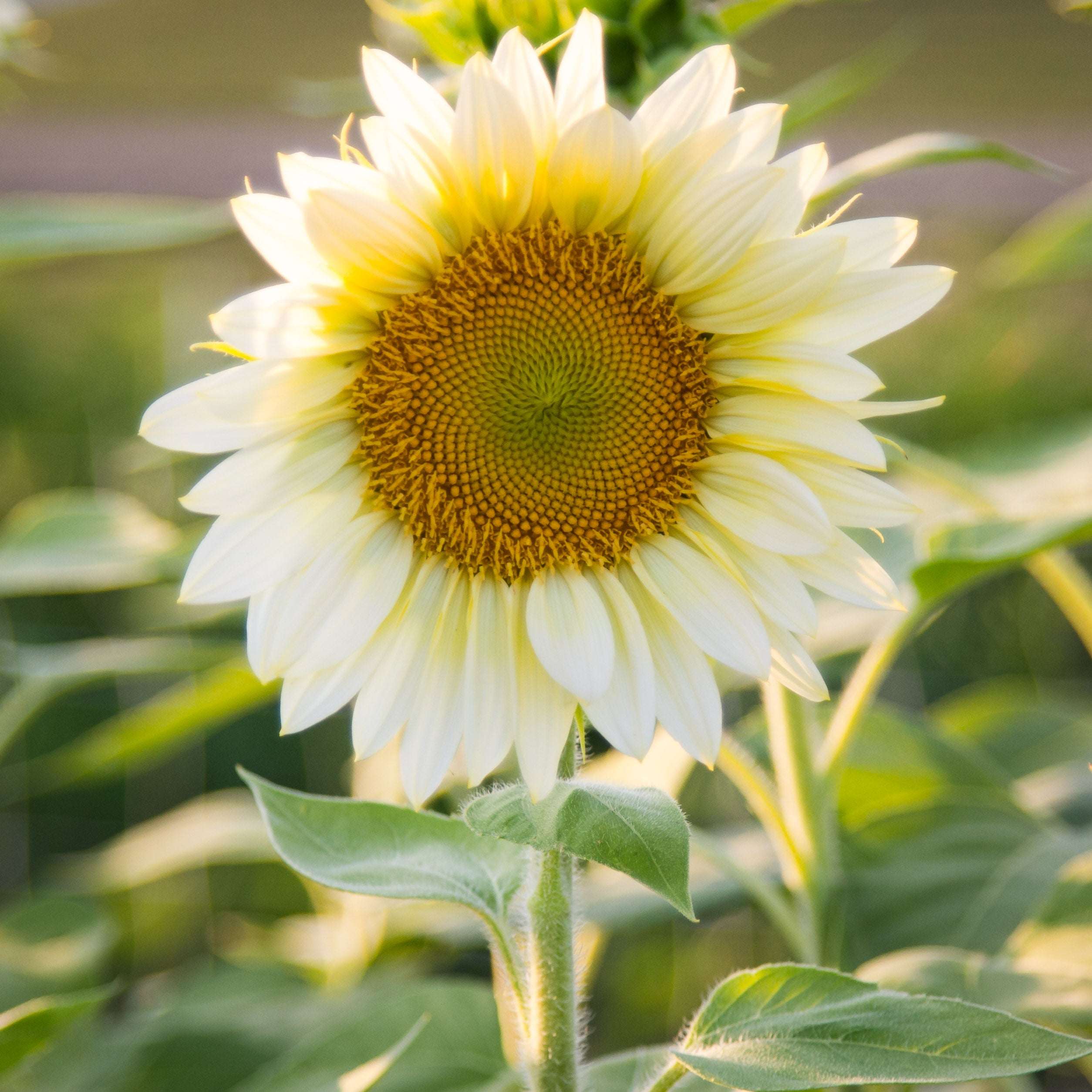 O1CN01BQ7W2n2Jkjiwz6fUa__2213216199460