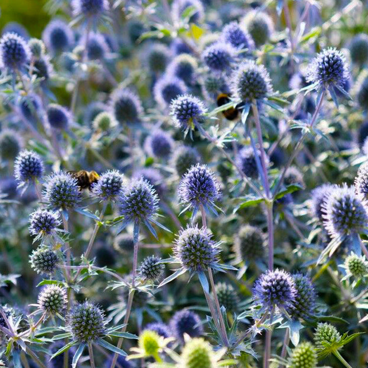 O1CN01BZFPnQ2BdOFfl7SNX__2044468361-0-cib