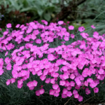 O1CN01hnpfI72Jkjm5vSrSi__2213216199460_jpg_q30_jpg