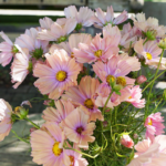 O1CN01LXtYRw2JkjlhO5hSp__2213216199460_jpg_q50_jpg