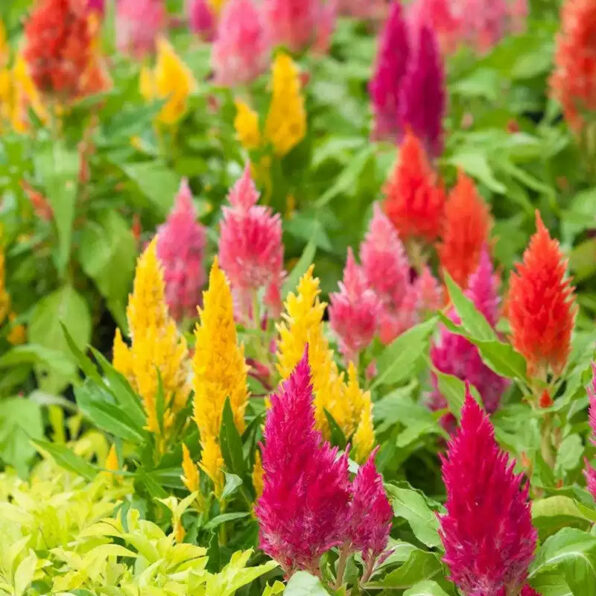 Bright Sparks Mix Celosia Seeds