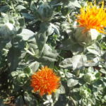 O1CN018jXFwW1G4e0YSMo4R__405560569_jpg_q50_jpg