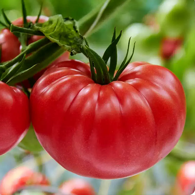 O1CN01CI8Kxx2JkjiXGR21V__2213216199460_jpg_q50_jpg