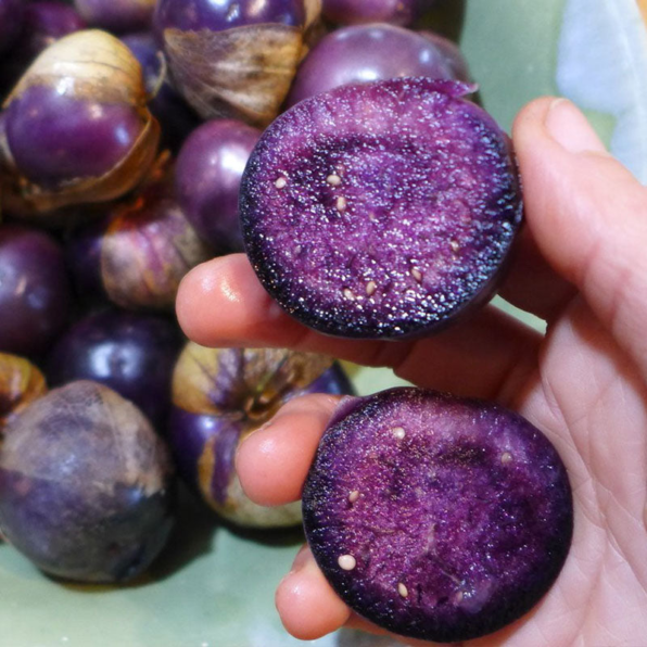 Purple Tomatillo Seeds