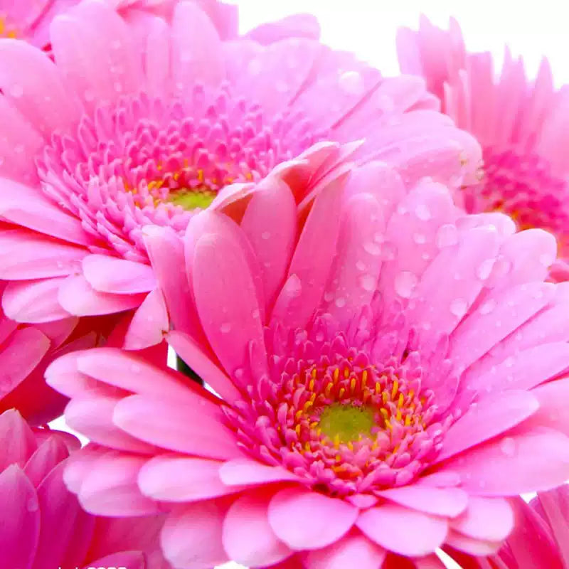 O1CN01CJftmy1S0mFJ4JJoG__2212827662185_jpg_q50_jpg