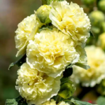 O1CN01TIjLfJ2BdOAI5etvb__2044468361-0-cib