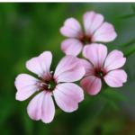 O1CN01WVXQ512JkjlTfsqBc__2213216199460_jpg_q50_jpg