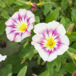 O1CN014YBjRL2JkjlStFW6B__2213216199460_jpg_q50_jpg