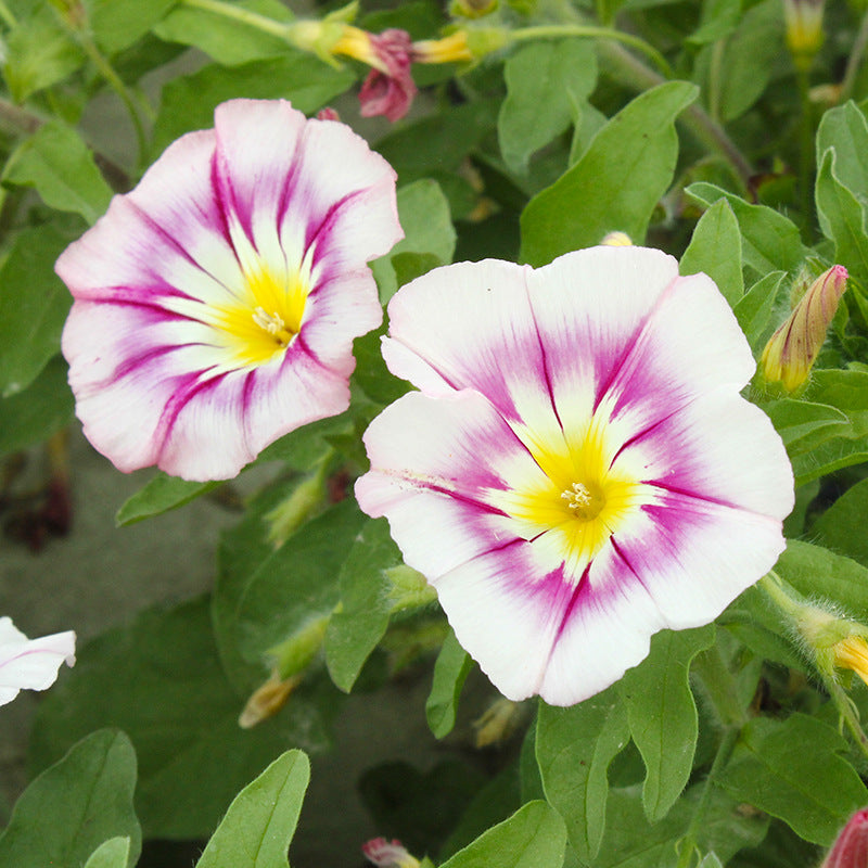 O1CN01CO8Sel2BdOFQW23s3__2044468361-0-cib