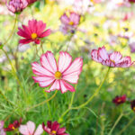 O1CN01JCHTA51wtgBMrw325__753026366_jpg_q30_jpg