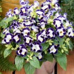 O1CN01Q4rhCn2JkjaDRAT3T__2213216199460_jpg_q50_jpg