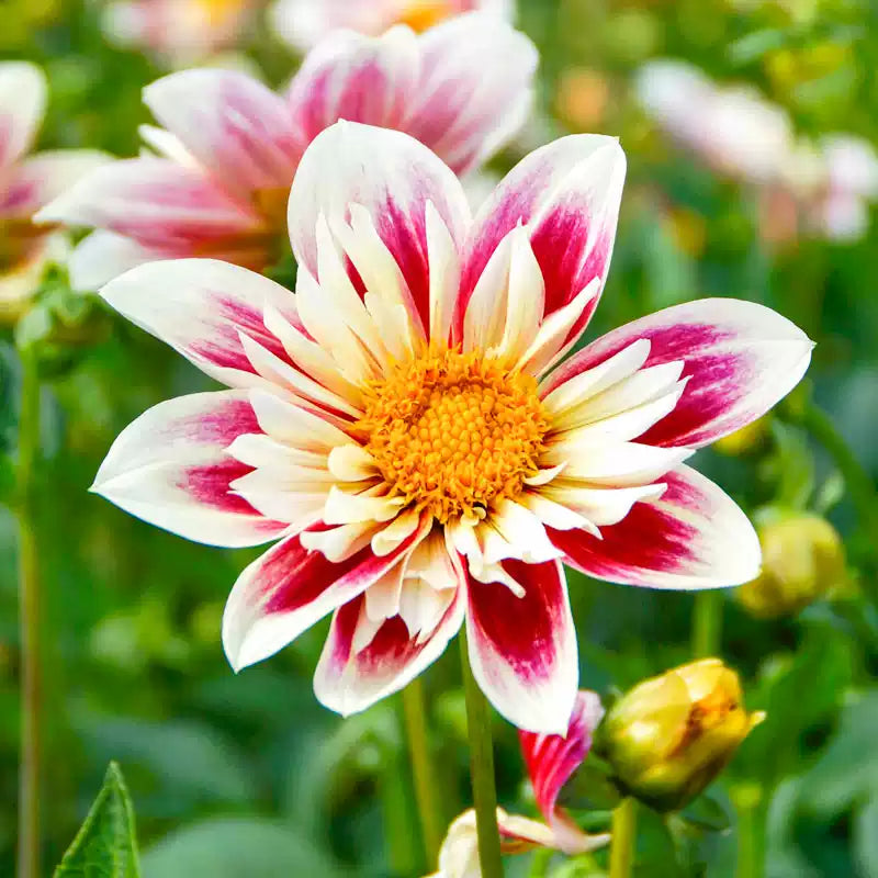 O1CN01CW1Pcq2JkjfkznXo7__2213216199460_jpg_q50_jpg