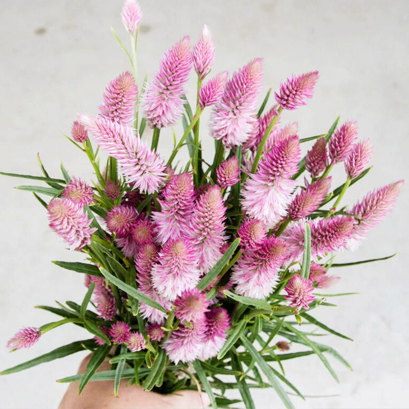 O1CN01CWJbdg2JkjbUPmyaf__2213216199460