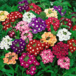 Obsession Mix Hybrid Verbena Seeds