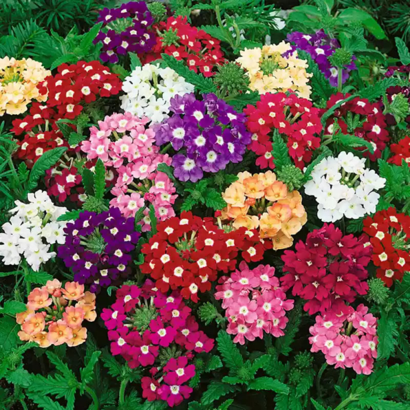 Obsession Mix Hybrid Verbena Seeds