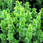 Bells of Ireland Flower Seed