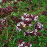 Italian Organic Oregano Seeds