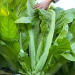 O1CN01kOW55f1xajRsHQqhH__2212466486460_jpg_q50_jpg