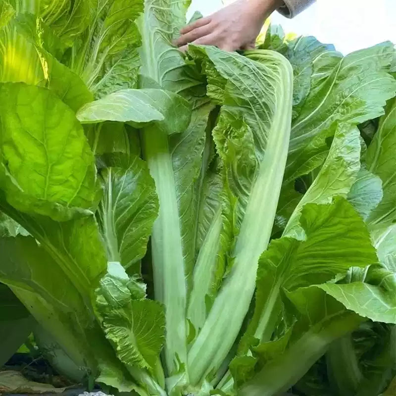 O1CN01DGk96C1xajRlyV1Ks__2212466486460_jpg_q50_jpg