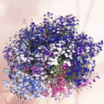 Fountain Mix Lobelia Seeds