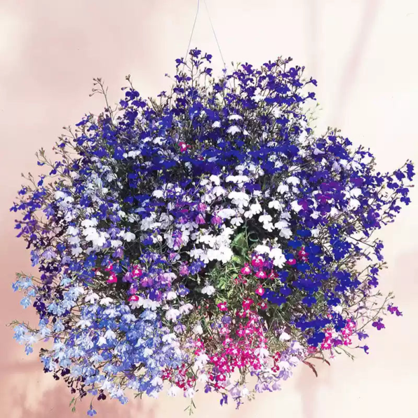 Fountain Mix Lobelia Seeds