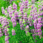 Pennyroyal Seeds