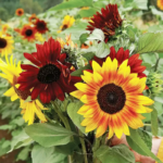 O1CN01TdiQMt2JkjluykL3F__2213216199460_jpg_q50_jpg