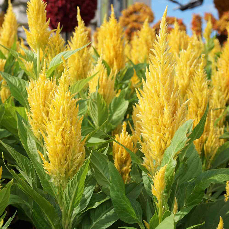 O1CN01DodrRC2JkjZsbxhHW__2213216199460