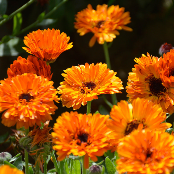 Orange Button Calendula Seed