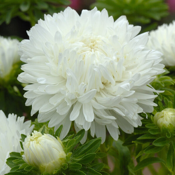 Tower White China Aster Seed