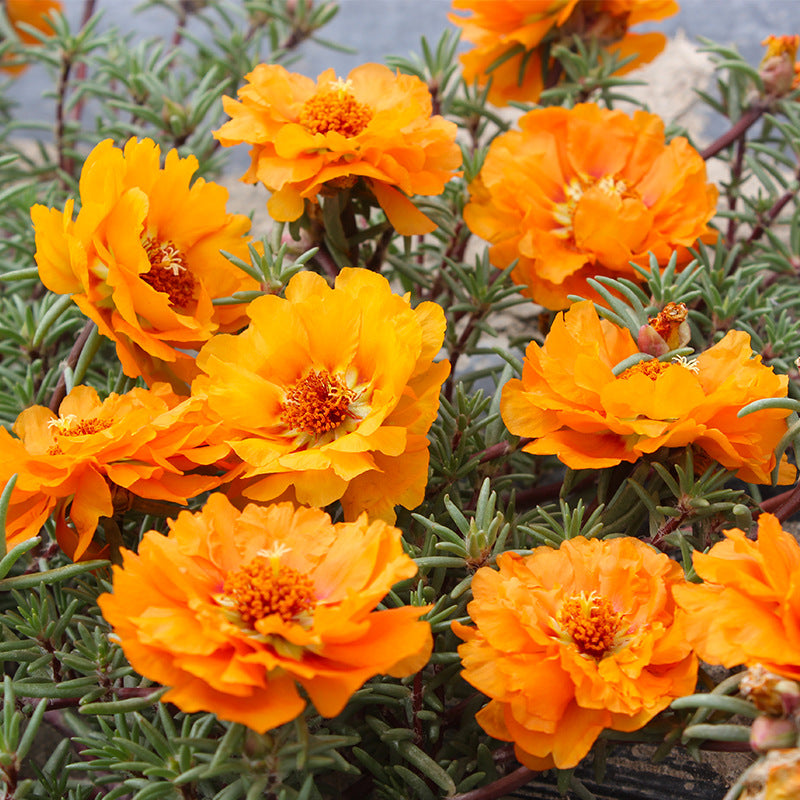 O1CN01Dxc9xw2BdOJNAmwBl__2044468361-0-cib