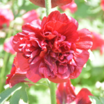 O1CN01TIjLfJ2BdOAI5etvb__2044468361-0-cib