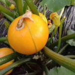 O1CN01UWhF4X1muuuCh0oTe__2208148485015_jpg_q50_jpg