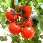 O1CN01EE3c6q1toEV2RNpz8__2212443935948_jpg_q50_jpg