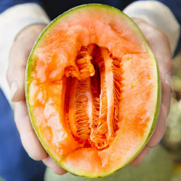 Lilliput Hybrid Melon Cantaloupe Seeds
