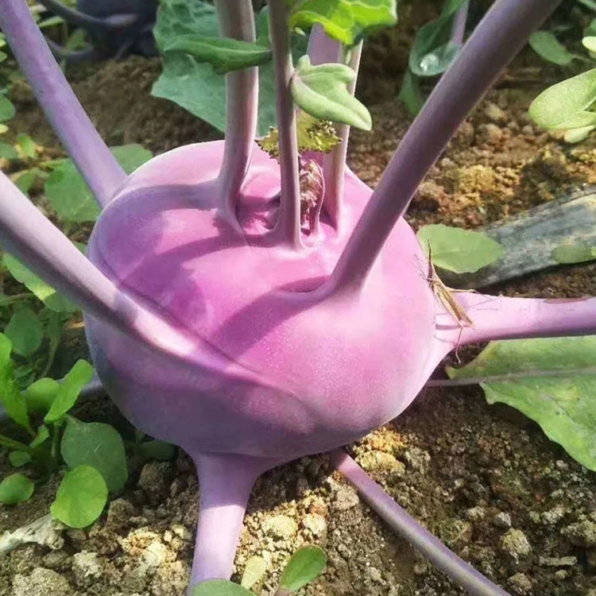 Purple Vienna Kohlrabi Seeds