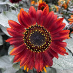 28147_pwyxgvn5jkpoihtv