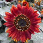 O1CN01uWfMP72Jkjb6zosB6__2213216199460_jpg_q30_jpg