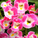 Summery Love Pink F1 Torenia Seeds